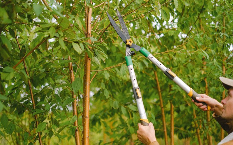 Tree trimming in Lansing, WV