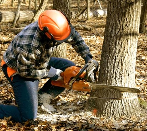 Tree Removal in Lansing, WV